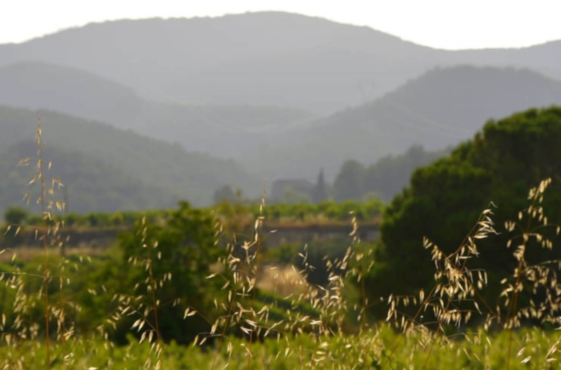 Agrupació d’agricultors del Pla de Manlleu