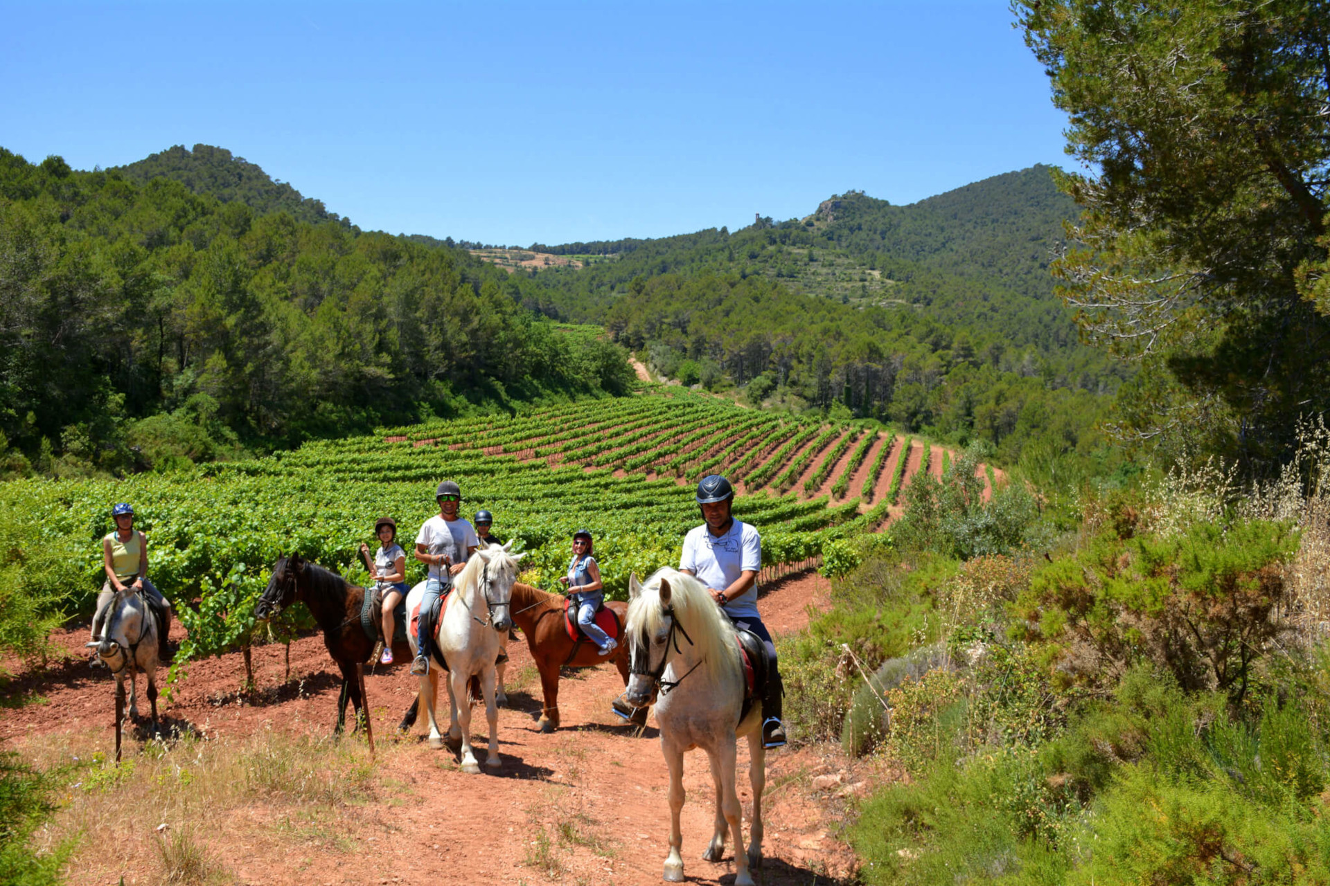 Celler Penedès +500