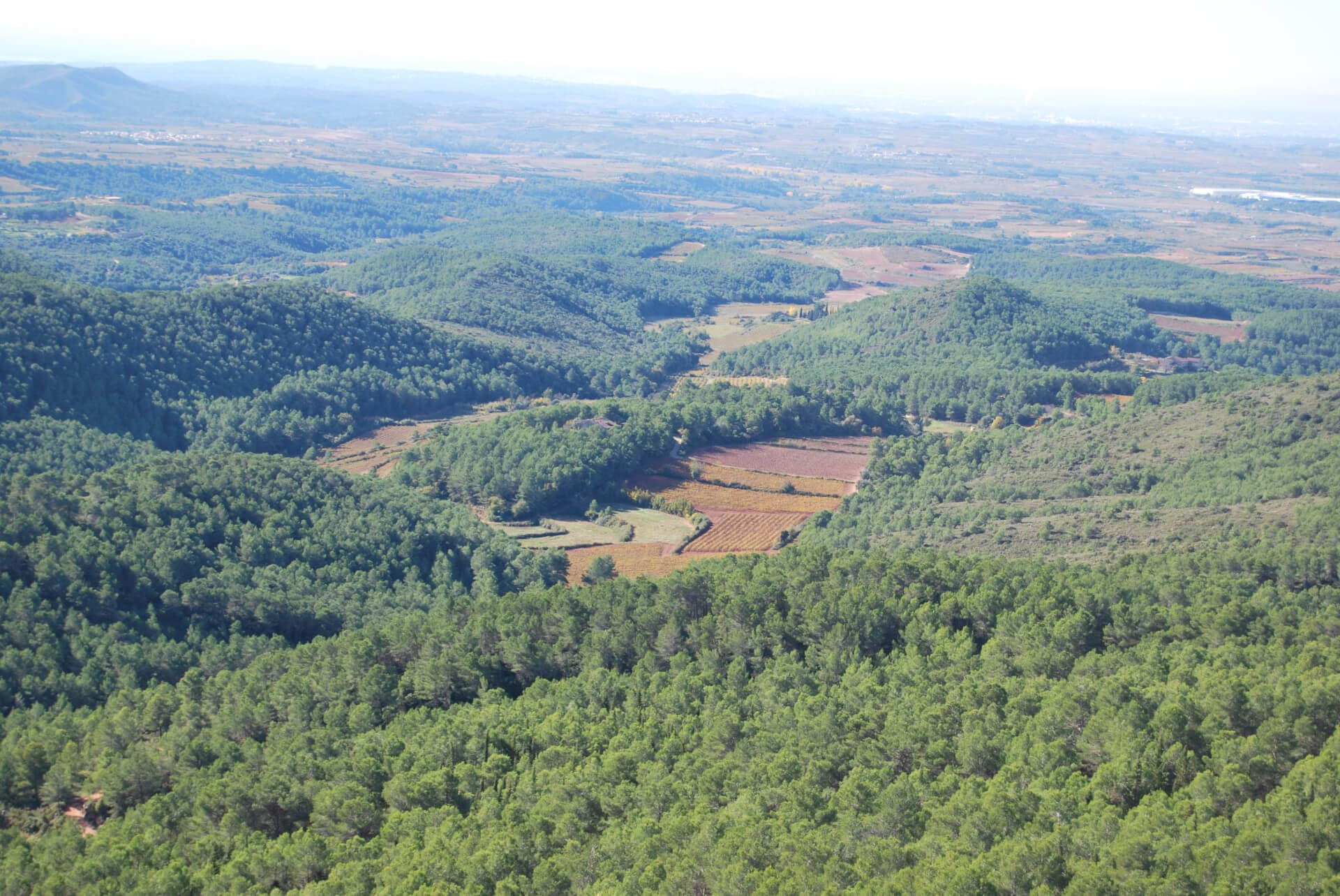 Vinyes de l’Albà