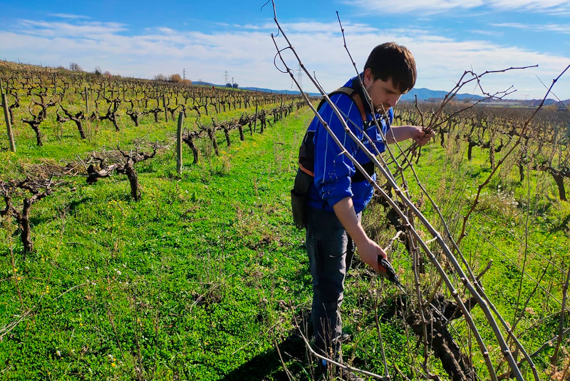 Vinyes del Tiet Pere